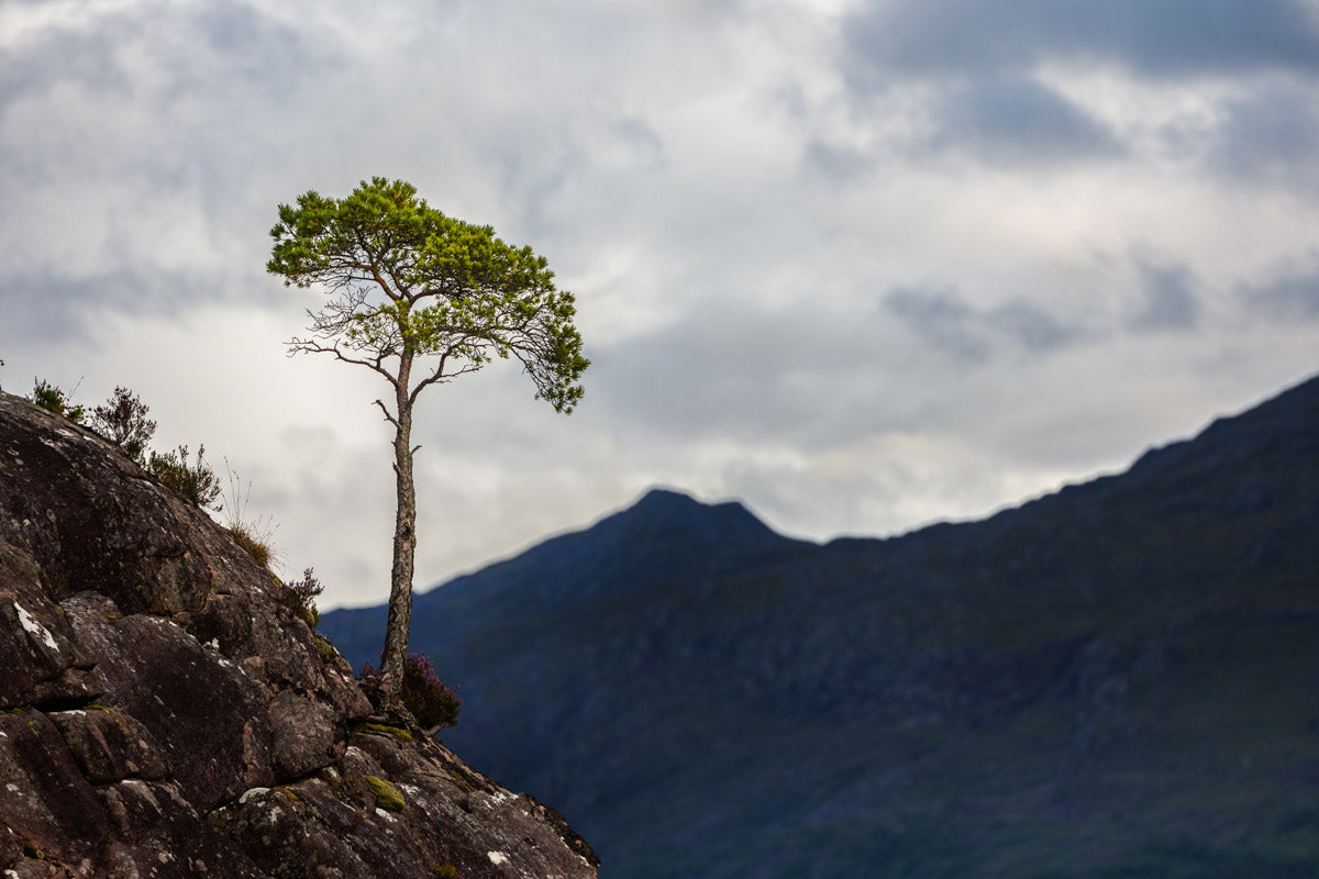 Landscape photo of a lone tree on a mountain