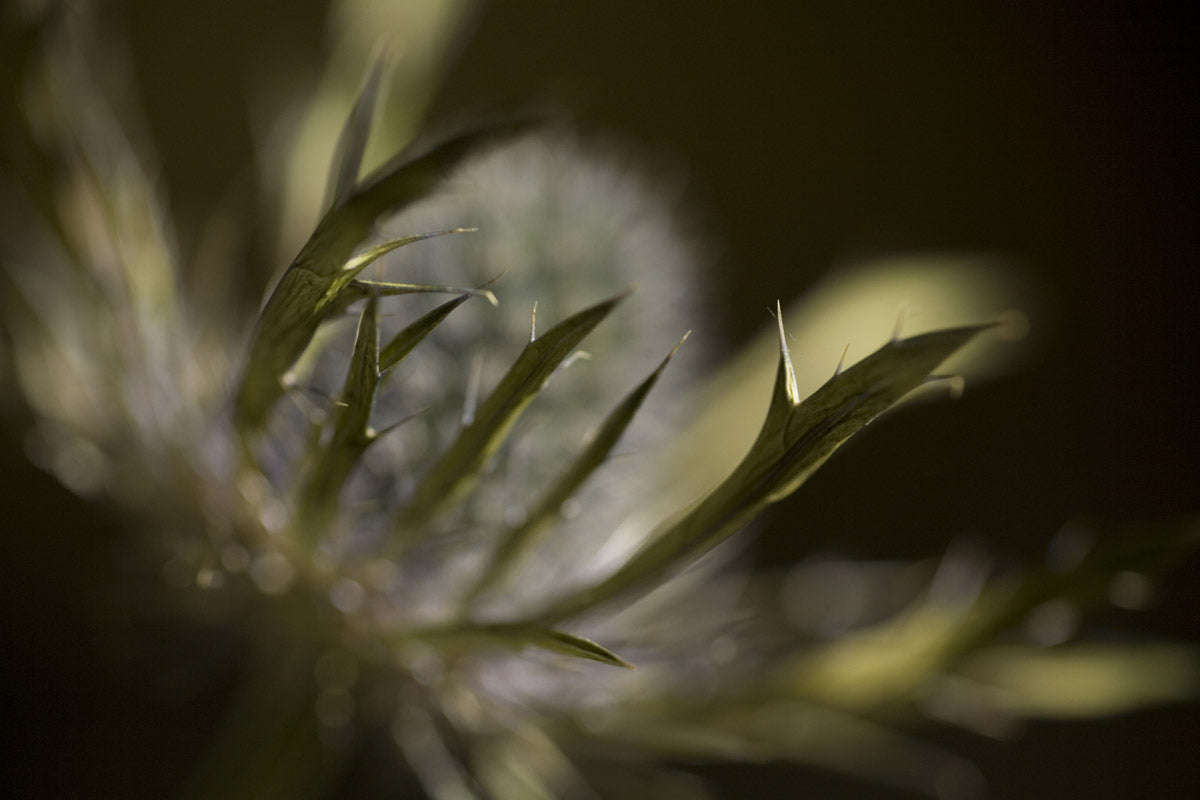 Close up example photo of a thistle