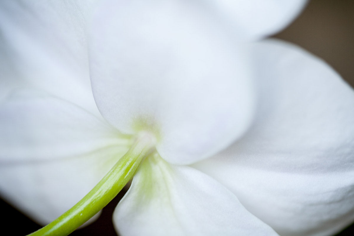 Stem and petals of a flower taken on the macro lens