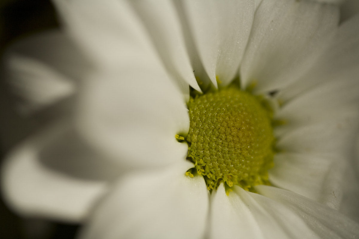 Macro photo of a daisy flower with white petals and a yellow centre. Taken on the Sigma 105mm macro