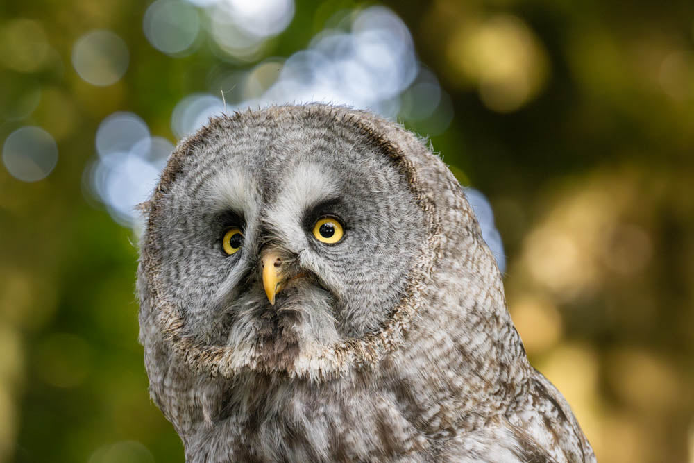 Great Grey Owl with soft bokeh background