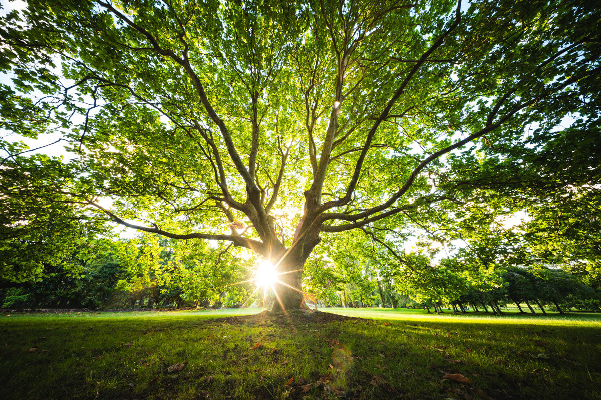 Photo of a tree in bright sunshine taken on the Laowa 10mm Wide Angle