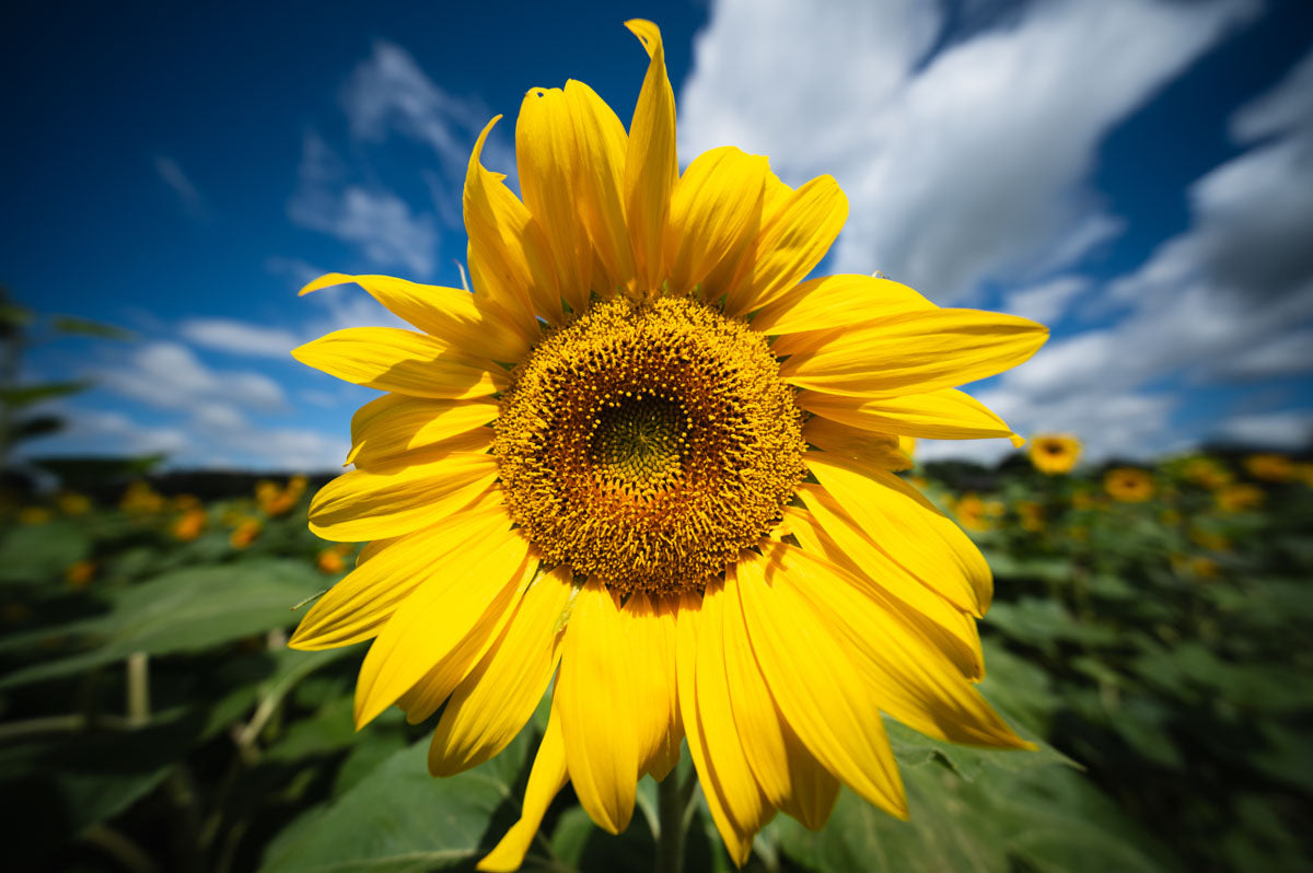 Sunflower in the fields taken on the Laowa 10mm Wide Angle