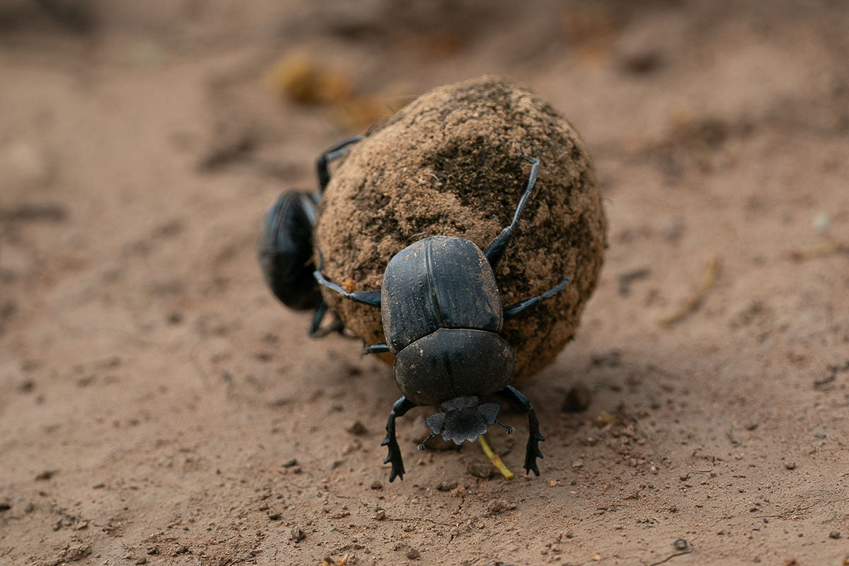 Photo of a few plump little dung beetles