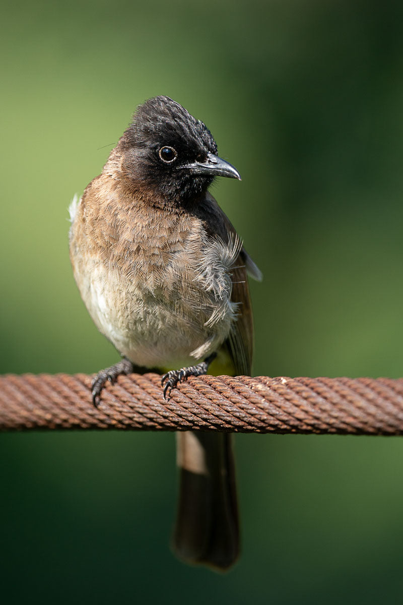 Photo of a nice little bird