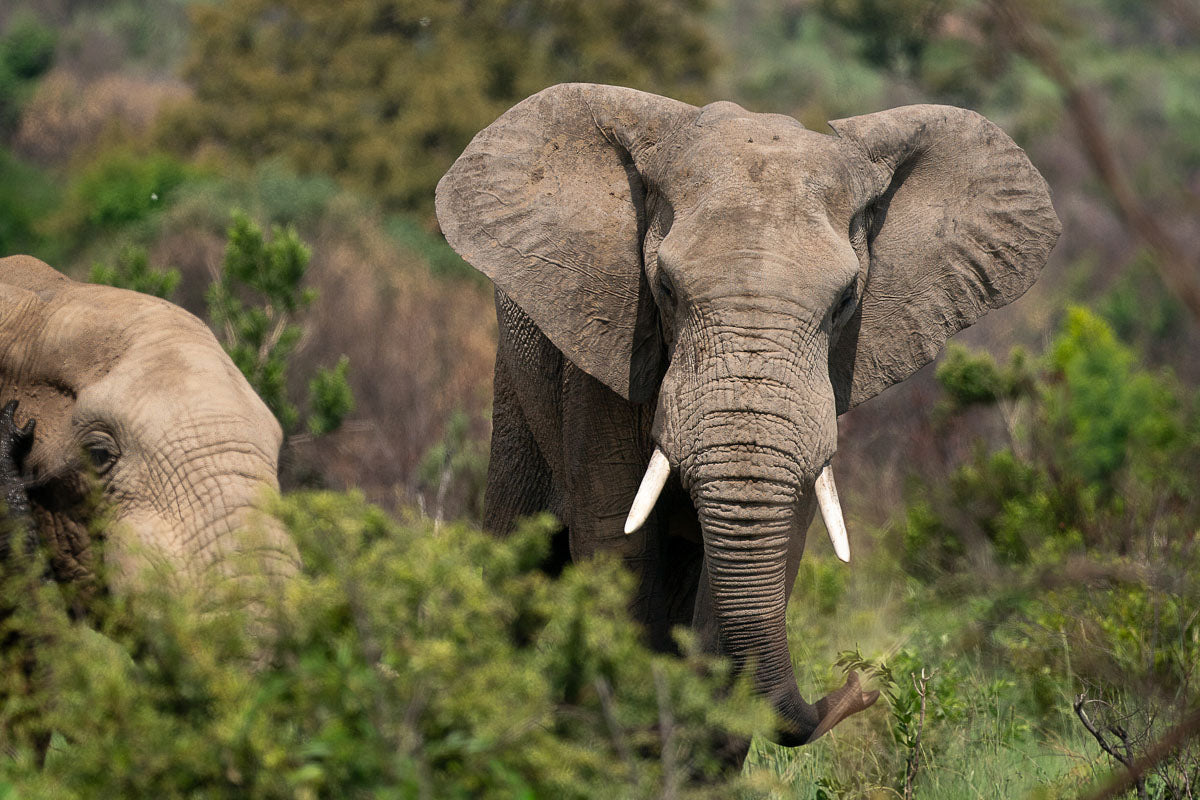 Photo of Elephants in the wild