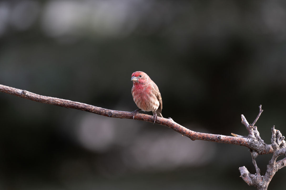 Bird in the winter time