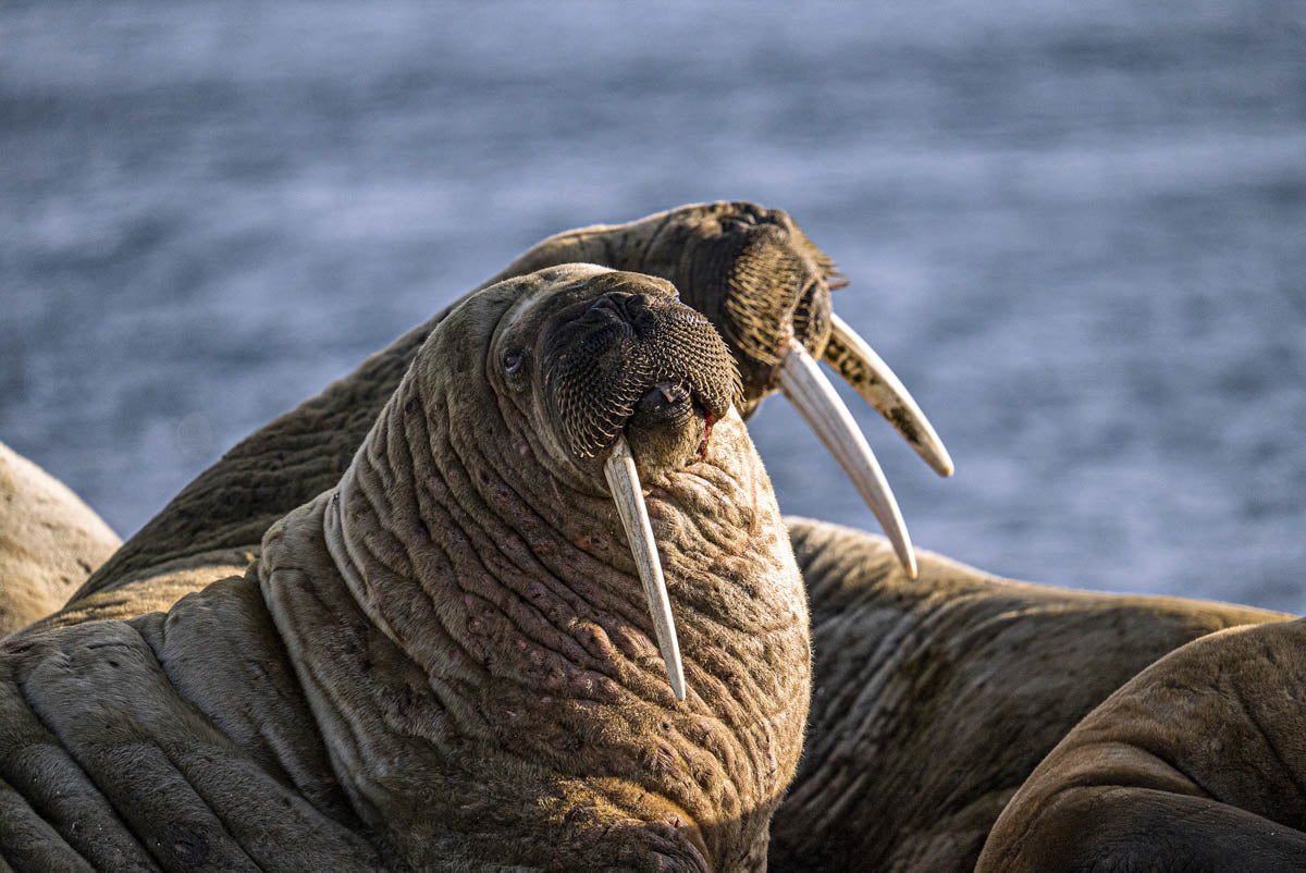 Photo of a big honking seal taken on the Sigma 150-600mm