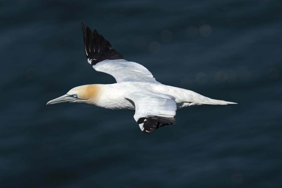 Photo of a bird in flight taken on the Sigma 150-600mm