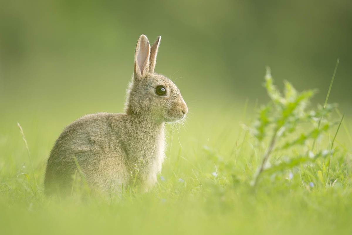 Photo of a bunny rabbit taken on the Sigma 150-600mm