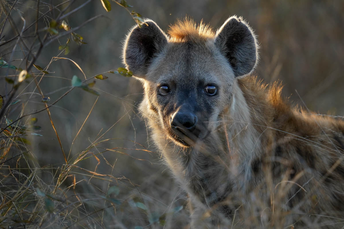 Photo of a Hyena taken on the Sigma 150-600mm