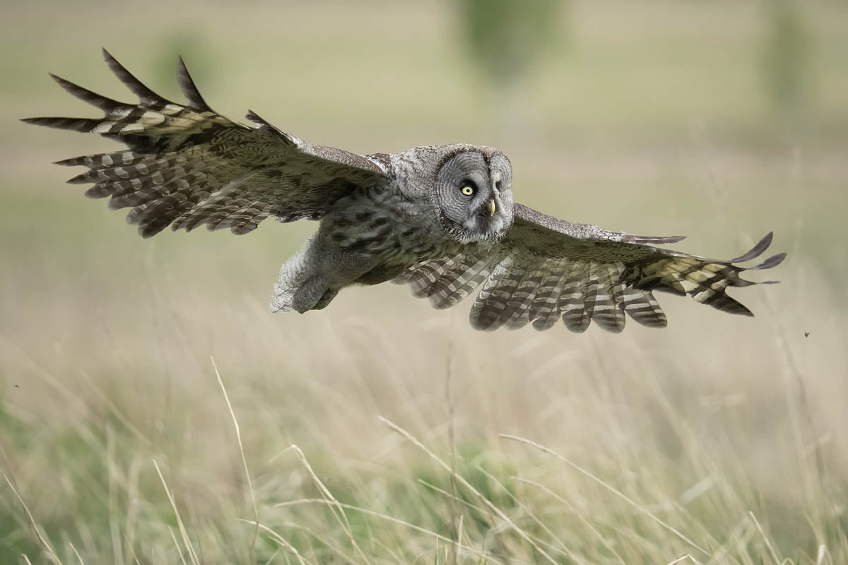 Photo of an Owl taken on the Sigma 150-600mm