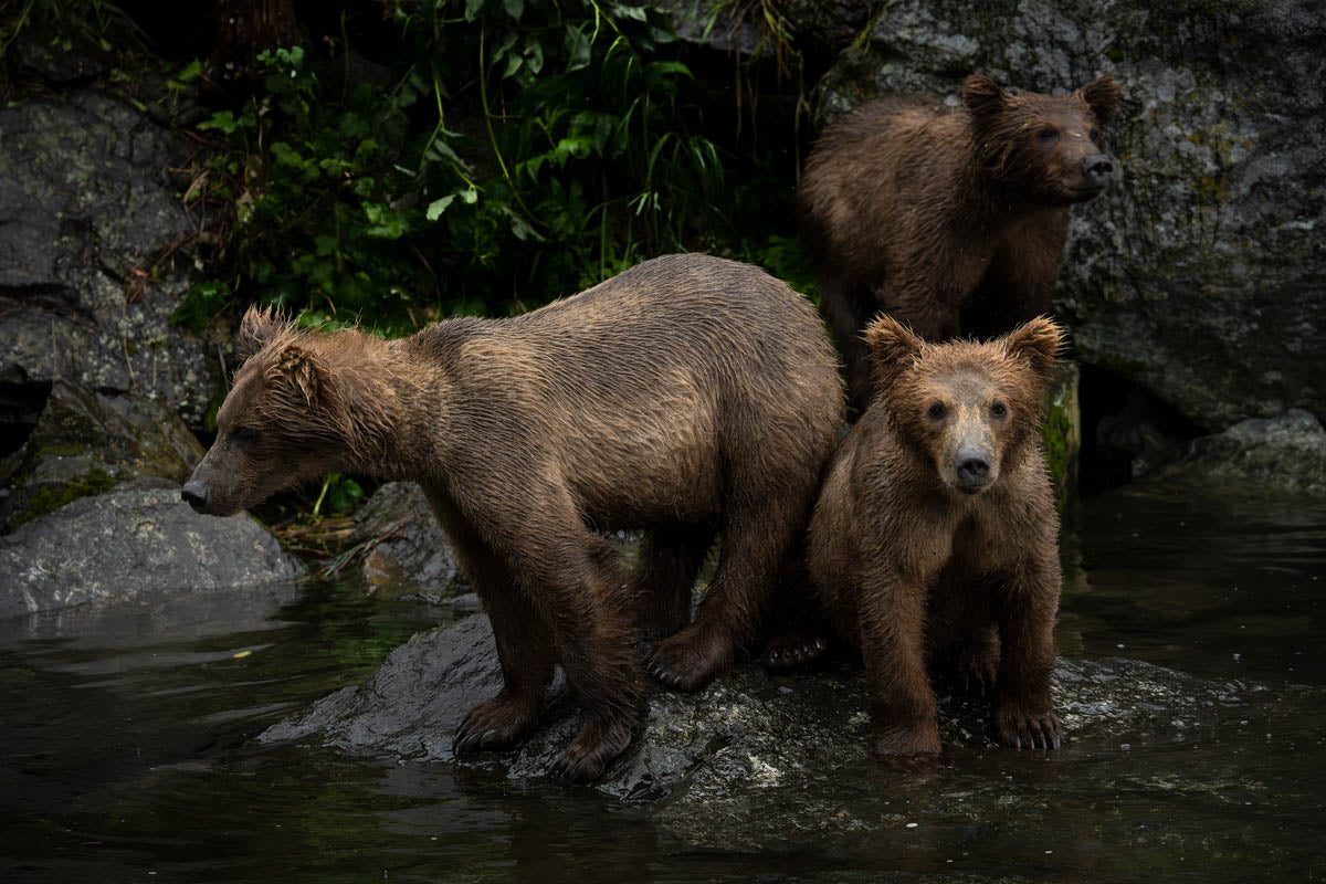 A sloth of bears by the river