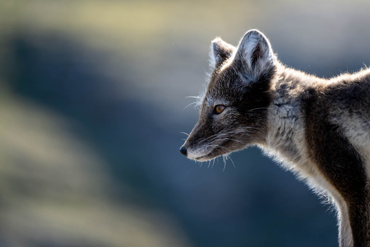 Photo of an arctic fox in the wilderness