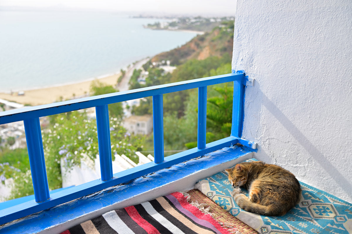 Tamron 28-75mm f2.8 - Sample Photo taken the lens - Photo of a cute little cat basking in the sun