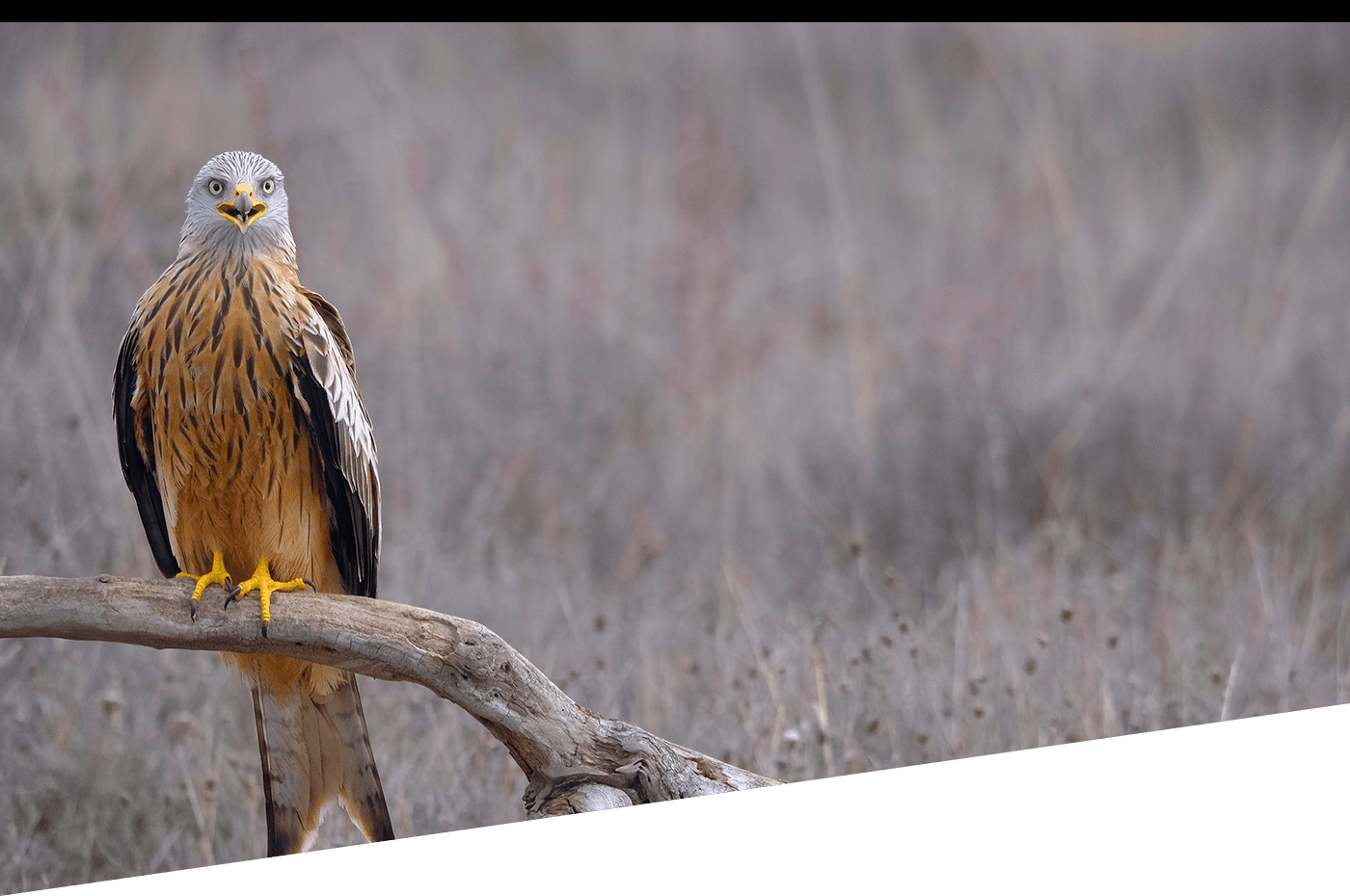 Nice photo of a big old bird