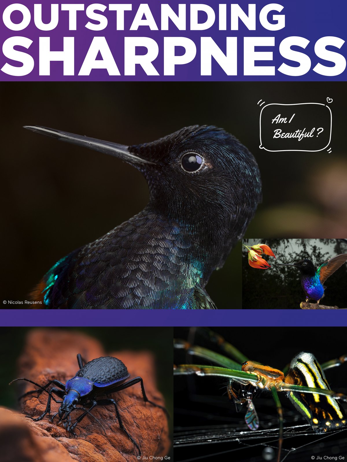 Outstanding image sharpness example photo and graphic