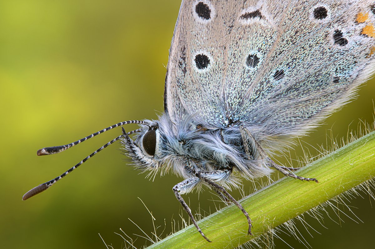 Moth on a leaf macro