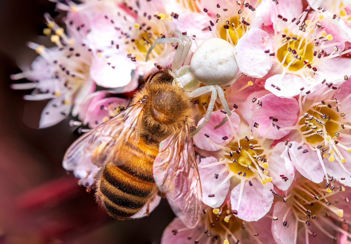 Fuzzy little bee