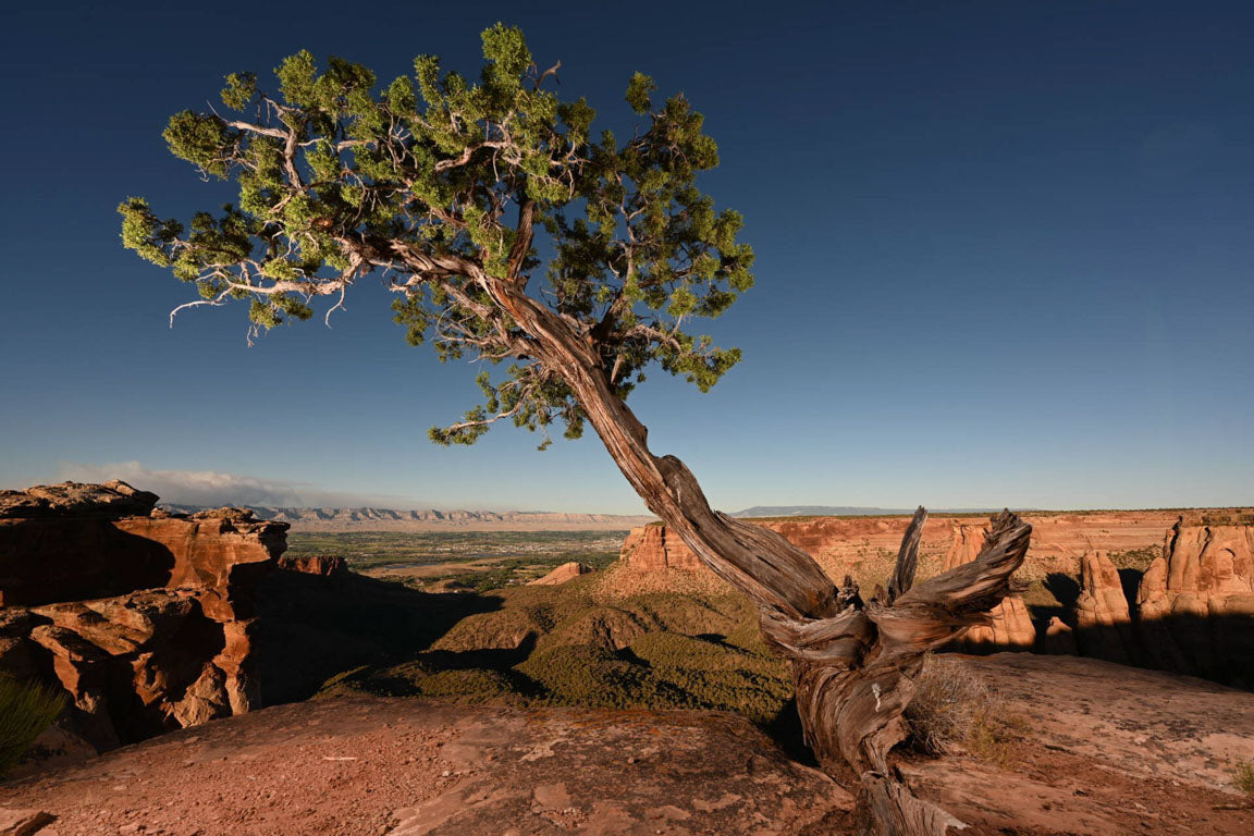 A nice tree at sunset in the desert