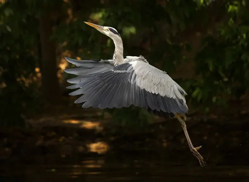 Photo of a nice bird. Not sure what it is but it looks nice