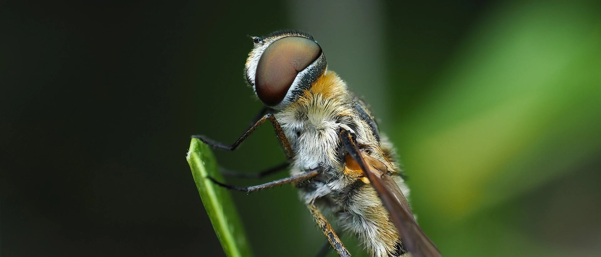 Big old bug shot on a macro lens