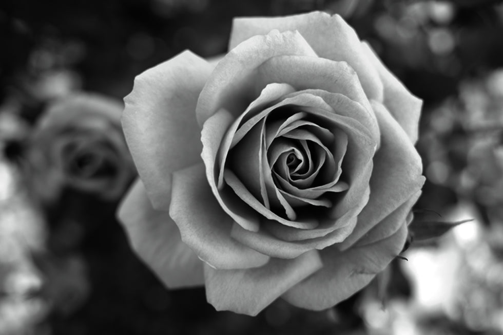 Photo of a rose in black and white