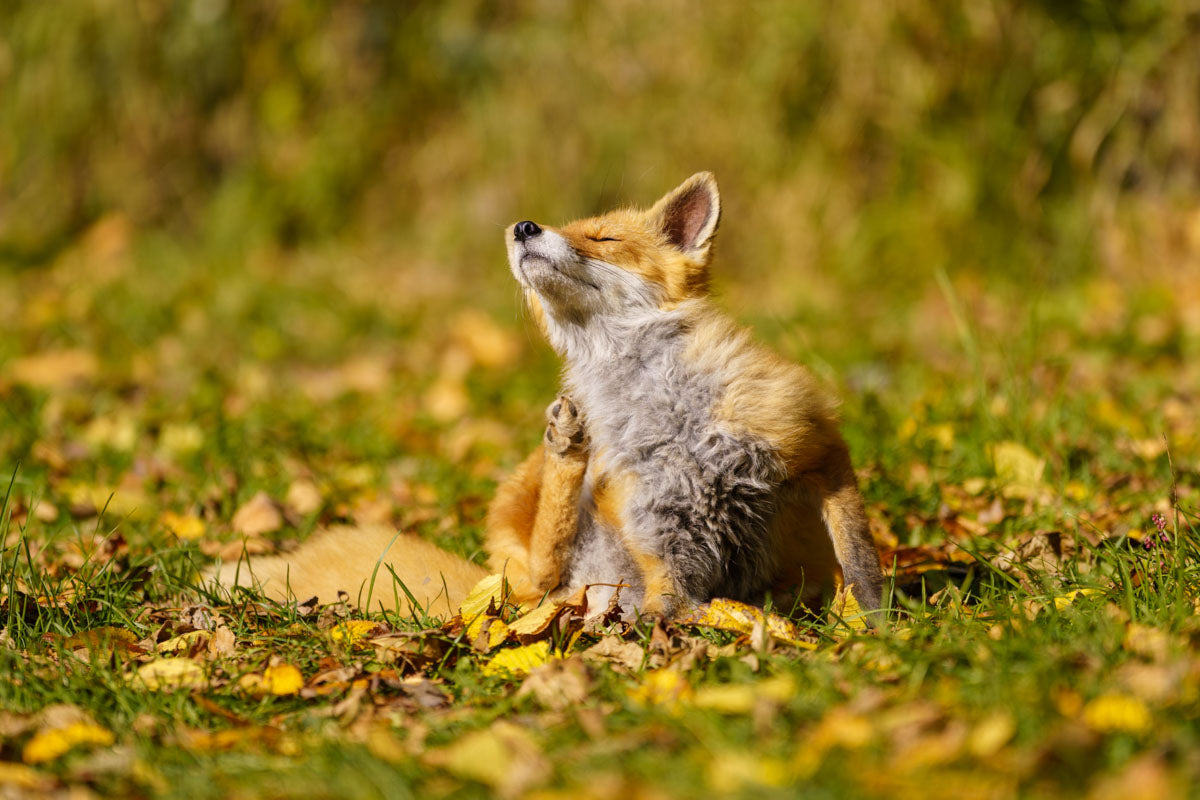 Cute little fox having a little scratch