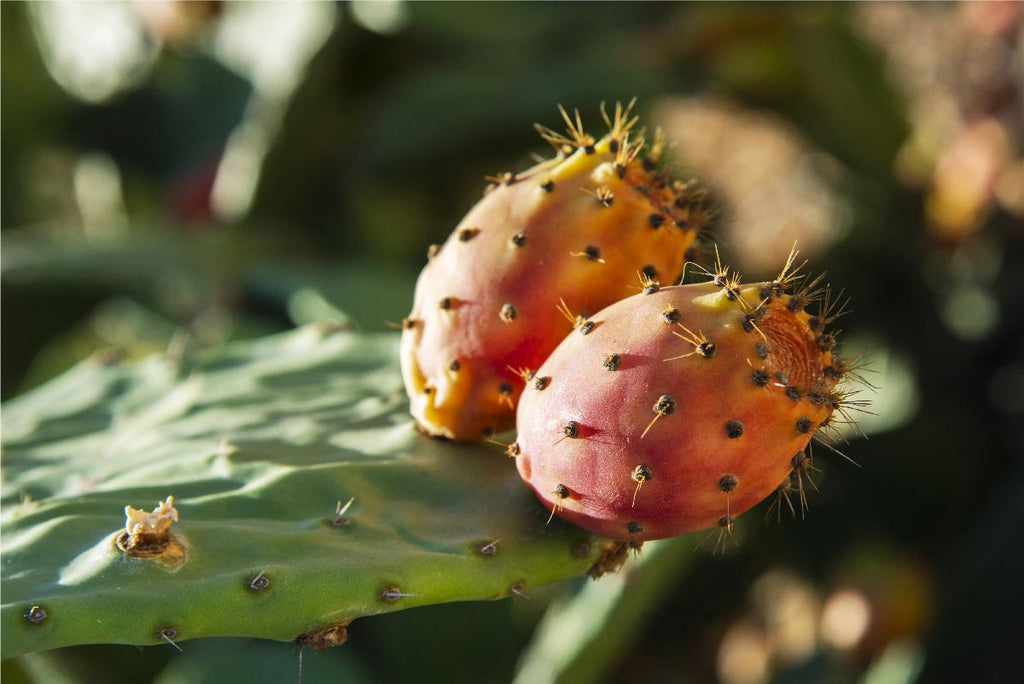 prickly pear seeds oil