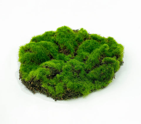 PM10273 ROUND ARTIFICIAL MOSS MAT,6in-12P – Green Import Limited