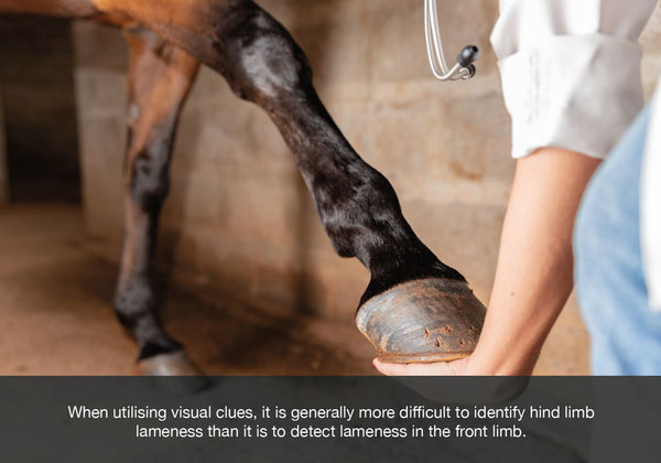 How to detect lameness in the front horses limb blog image equ streamz