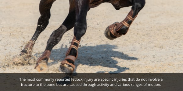 fetlock injuries in horses are most common in active sports horse due to their increased range of motion