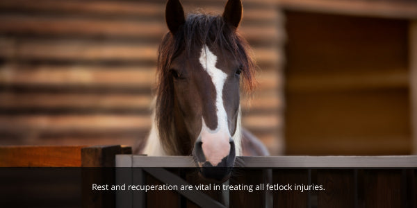 treating fetlock injury in horse means an extended period of time on box rest for rest and recuperation