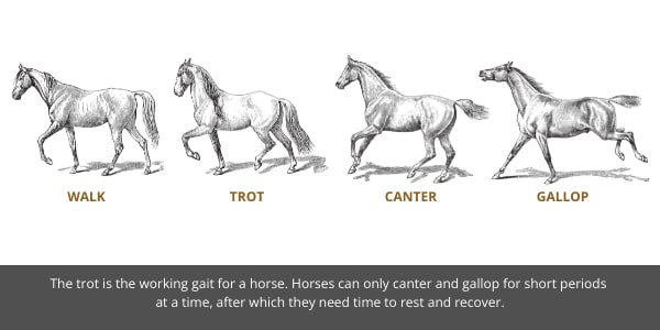 Different gaits on a horse. Walk, trot, canter and gallop. lameness can be found in all stages of their gait.