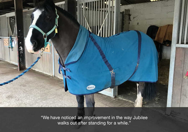 HorseWorld trust horse using EQU Streamz magnetic bands Jubilee