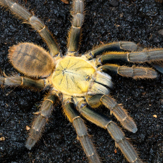 Cyriopagopus c.f. schmidti 'Phong-Na Ke-Bang' (Golden Earth Tiger) 0.75"