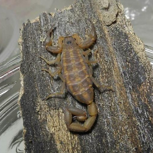 Centruroides guanensis (Keys Bark Scorpion) 1-2"