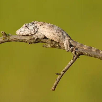 Anolis barbadus (Cuban False Chameleon) 6"