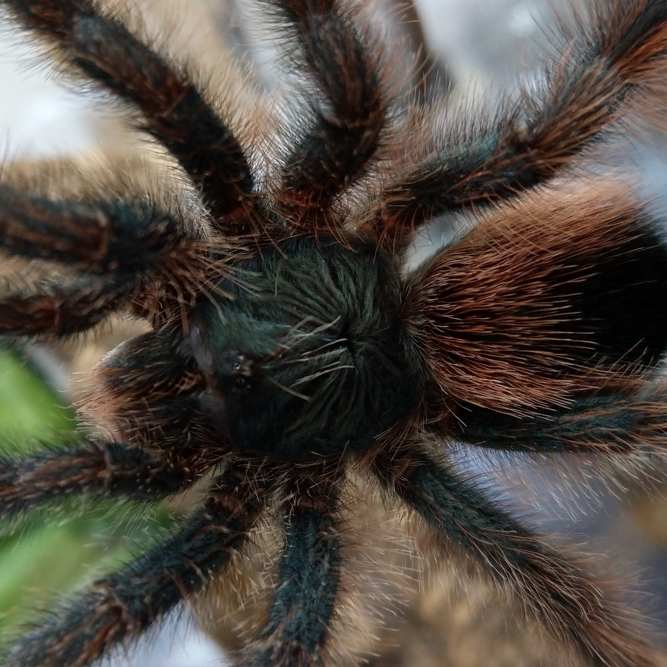 Hapalopus formosus (Pumpkin Patch) 0.25