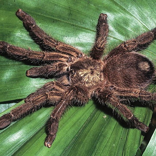 My Caribena versicolor ( Dunie) finally showing her adult colors. :  r/tarantulas