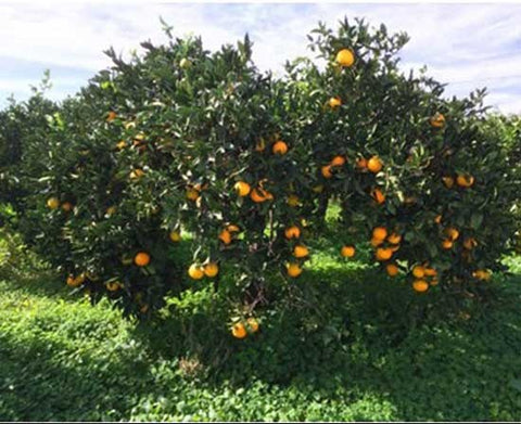 Albero arancio