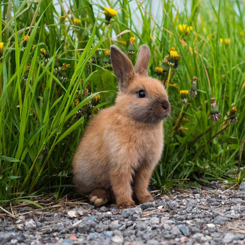 Judes Conejo liebre en camino de guijarros frente a campo de flores pañales sin pruebas en animales