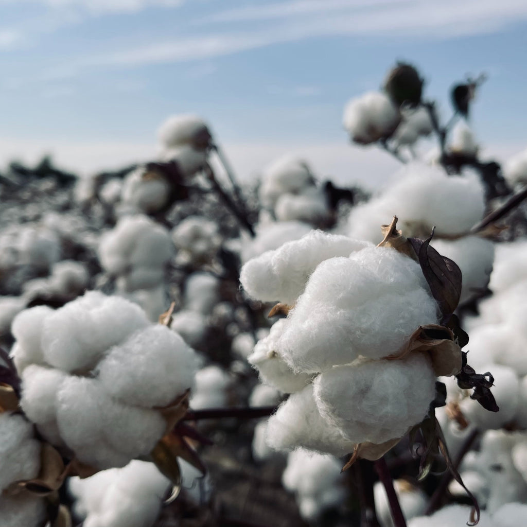 Judes cotton plants sky blue white