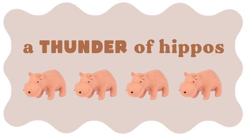 a group of stuffed hippos from Olli Ella with the title "a THUNDER of hippos"