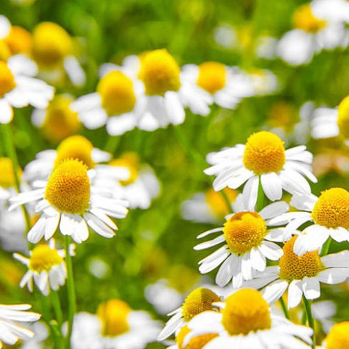 chamomile.jpg__PID:9c776e3e-4cfe-407d-9cfa-a8cefd3b8106