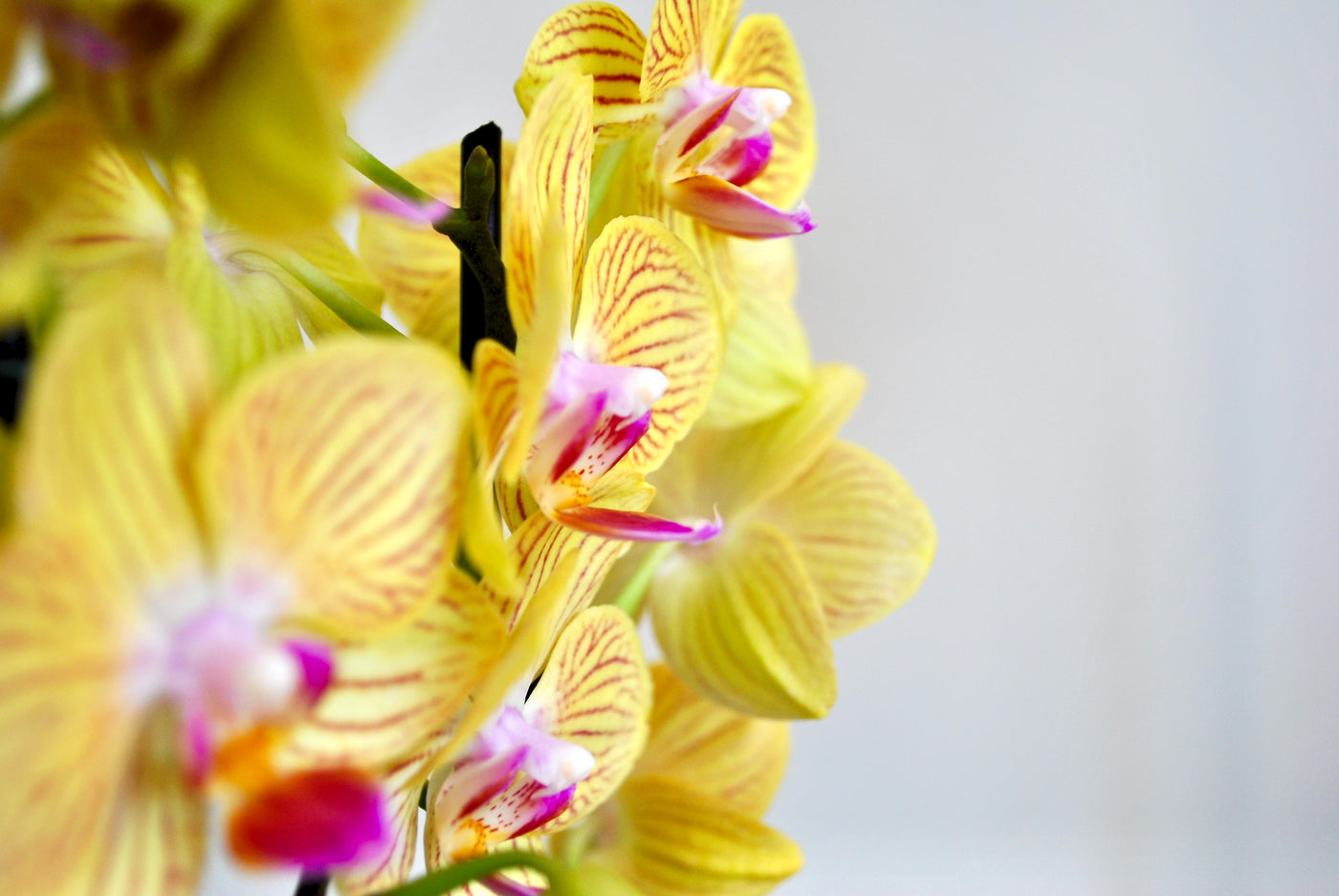 Comment puis-je prendre soin d'un phalaenopsis rare (orchidée papillon)? –  Plantique