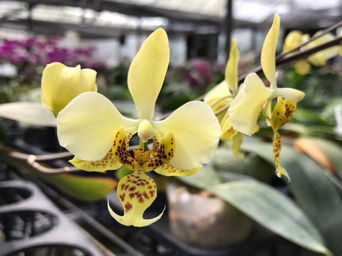 Phalaenopsis Stuartiana (vert x jaune)