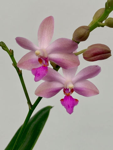 Phalaenopsis. mariae x pulcherrima