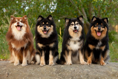 10 most loyal dog breeds-most loyal and protective dog breeds-most loyal dog breed-most loyal dog breeds-most loyal dogs-most loyal dog