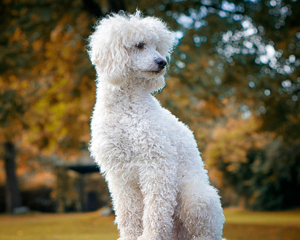 https://cdn.shopify.com/s/files/1/0555/1082/7075/files/breed_dog_poodle_600x600.jpg?v=1676235280